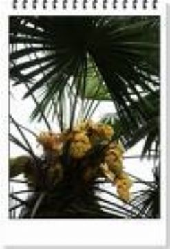 Saw Palmetto Fruit Extract 